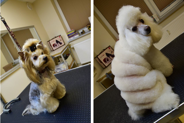 Naminių gyvūnų kirpimo salonas BINGAS - šunų ir kačių kirpimas, šukuosenų modeliavimas, kailio priežiūra