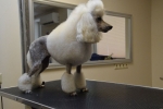Naminių gyvūnų kirpimo salonas BINGAS - šunų ir kačių kirpimas, šukuosenų modeliavimas, kailio priežiūra
