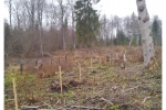 DAGMEDIS, UAB - miško su žeme ar iškirtimui pirkimas visoje Lietuvoje, miško darbai, medienos ruoša ir apdirbimas, lentų pjovimas