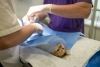 Katės priežiūra po sterilizacijos operacijos