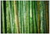 Nuostabusis bambukas – koks jo vaidmuo tekstilės pramonėje?