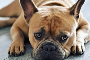 Šunų ausų ligos (otitas) – dažna problema, kurią svarbu laiku diagnozuoti