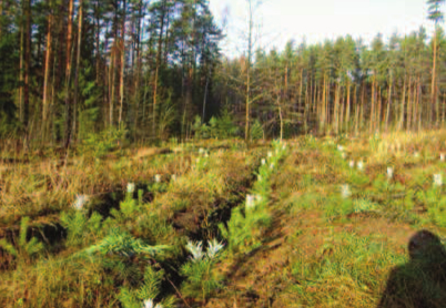 Jonavos miškų urėdas Rolandas Skuja: Ramybė stiprina, skubėjimas išbalansuoja