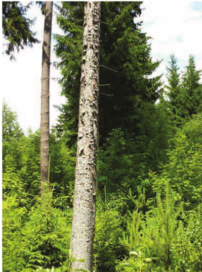 Jonavos miškų urėdas Rolandas Skuja: Ramybė stiprina, skubėjimas išbalansuoja