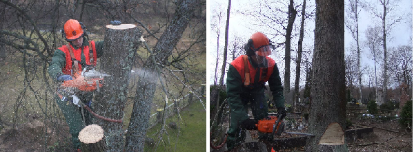 Medžių pjovimas ir genėjimas visoje Lietuvoje