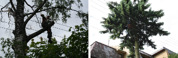 Medžių pjovimas ir genėjimas visoje Lietuvoje