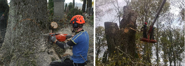 Medžių pjovimas ir genėjimas visoje Lietuvoje