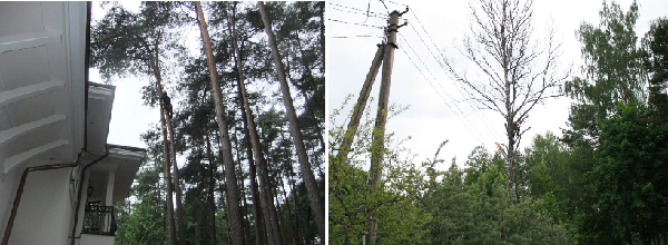 Medžių pjovimas ir genėjimas visoje Lietuvoje