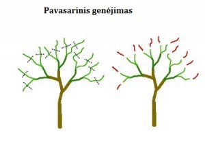 pavasarinis-vaismedziu-genejimas