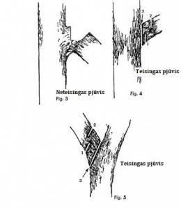 vaismedziu-genejimas2