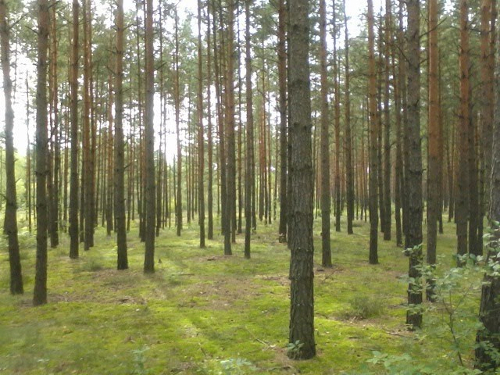 misko-prikimas-ir-prieziura2