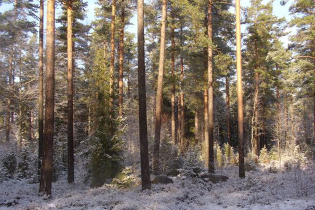 Miško pirkimas visoje Lietuvoje ir kitos miškininkystės paslaugos