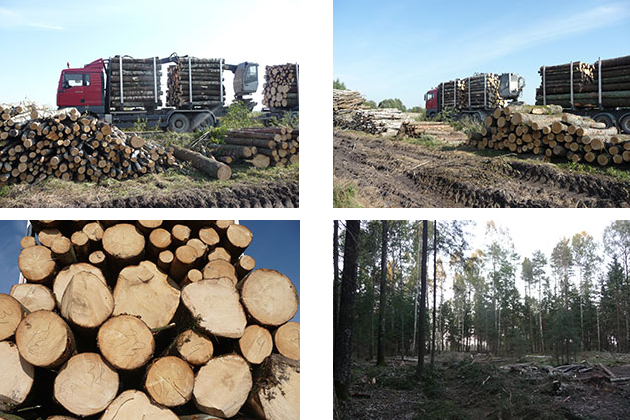 Miško pirkimas su žeme arba kirtimui už gerą kainą – UAB ŽALIAS MEDIS