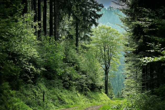 Brangiai perkame mišką – garantuojame sąžiningą kainą bei greitą atsiskaitymą