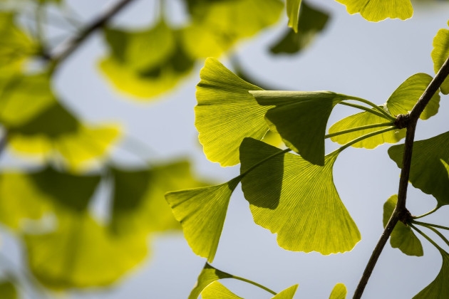 Ginkmedis (Ginkgo biloba) ir jo naudojimas bei poveikis