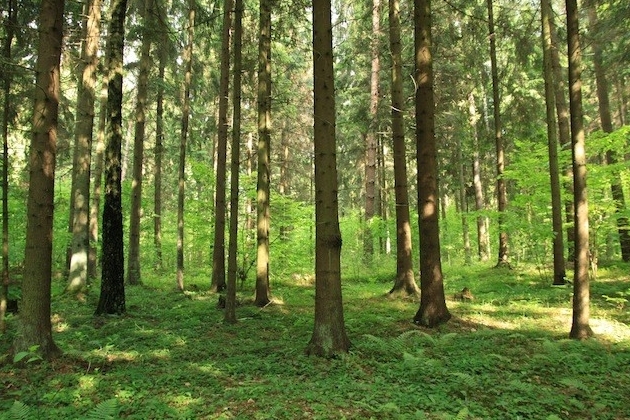 Perkame mišką su žeme, mišką be žemės iškirtimui, teikiame visas miškininkystės paslaugas iš vienų rankų!