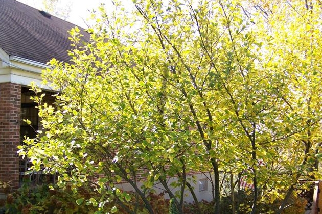 Sodinis hamamelis – rudenį ir žiemą žydintis krūmas