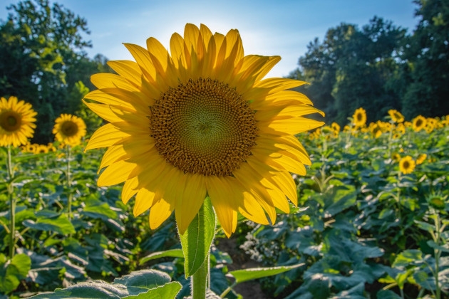 Ar vitaminas D gali padėti numesti svorio?