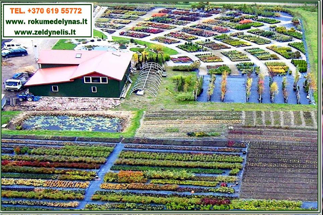Rokų medelynas ŽELDYNĖLIS, UAB Arvydo Rutkausko dekoratyvinių augalų ūkis - dekoratyviniai augalai, medelynas, apželdinimas