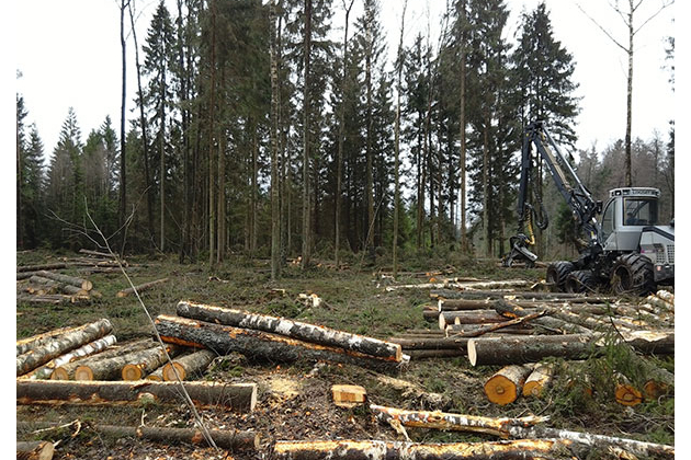 MIŠKO RANGA, UAB - miško pirkimas, miško kirtimas, miško ruošos darbai, medienos pardavimas