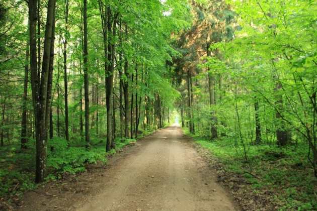 RAŽELIŲ MIŠKAS, UAB - visos miškininkystės paslaugos: miško pirkimas su žeme, miško pirkimas iškirtimui, miško vertinimas, miško tvarkymas