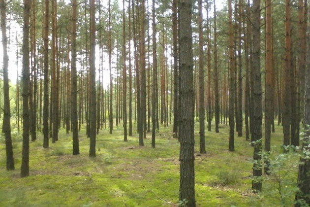 RAŽELIŲ MIŠKAS, UAB - visos miškininkystės paslaugos: miško pirkimas su žeme, miško pirkimas iškirtimui, miško vertinimas, miško tvarkymas