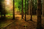 AMBER FOREST, UAB - miško su žeme pirkimas, miško iškirtimui pirkimas, miško tvarkymas, apvaliosios medienos pardavimas