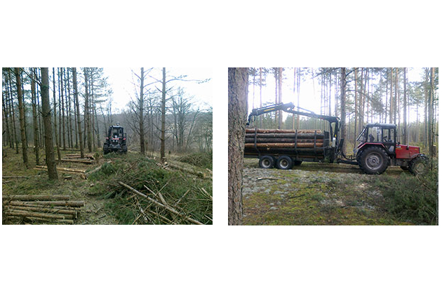 LOG FOREST, UAB - miško su žeme pirkimas, stataus miško pirkimas iškirtimui, miško vertinimas, miškotvarkos projektai, biržių atrėžimas, miško atsodinimas, medienos pervežimas