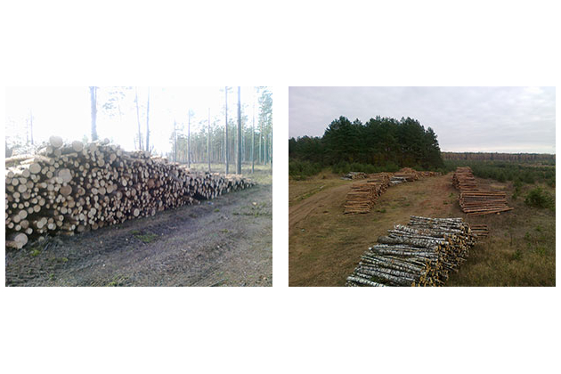 LOG FOREST, UAB - miško su žeme pirkimas, stataus miško pirkimas iškirtimui, miško vertinimas, miškotvarkos projektai, biržių atrėžimas, miško atsodinimas, medienos pervežimas