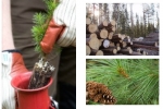 Baltijos gilė, UAB - miško pirkimas, miškų kirtimas, miško medelių sodinimas, medienos ištraukimas ir kitos miškininkystės paslaugos