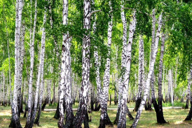 Taurus miškas, UAB - miško pirkimas visoje Lietuvoje, miško kirtimas ir valymas, miškų atsodinimas