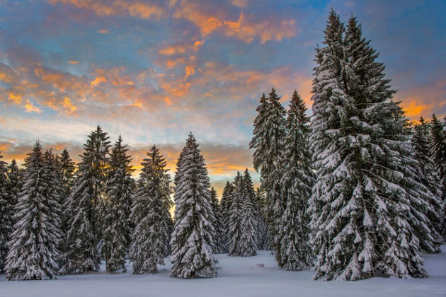 Taurus miškas, UAB - miško pirkimas visoje Lietuvoje, miško kirtimas ir valymas, miškų atsodinimas