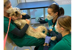 Veterinarijos klinika ir vaistinė VILNIUSVET - visos veterinarinės paslaugos Vilniuje: gyvūnų gydymas, vakcinacija, chirurgija, operacijos ir kt.