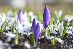 Žiemos – ankstyvojo pavasario darbai sode. Ką sodininkai gali atlikti šaltuoju laikotarpiu?