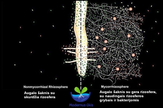 Augalams naudingi dirvožemio grybai ir bakterijos  – GAMTINIS SPRENDIMAS stipresniems ir sveikesniems augalams