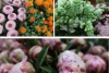 Gėlių salonai – jūsų gyvenimo spalvų kūrėjai