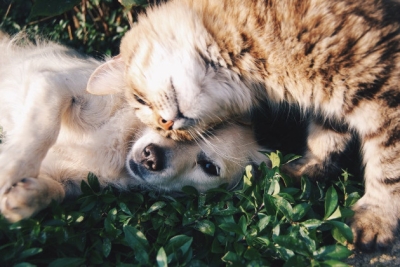 Kačių ir šunų apsauga nuo erkių – kokios priemonės efektyviausios?