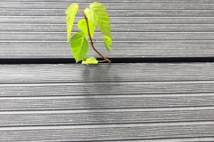 Amžinojo medžio terasa - InoWood medžio plastiko kompozito terasos montavimas