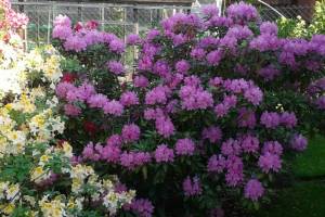  Substratas SULIFLOR Rhododendron - šilauogėms, rododendrams, azalijoms ir erikoms, kamelijoms ir kitiems rūgščią terpę mėgstantiems augalams