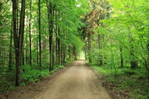 Didink savo miško vertę neinvestuodamas nė lito