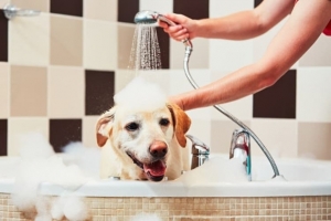Šampūnai ir kaukės šunims Doggy pet – blizgančiam Jūsų augintinio kailiukui