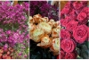 Gėlių pristatymas – populiari ir naudinga paslauga